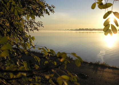 green leaf tree and body of water photo at daytime thumbnail