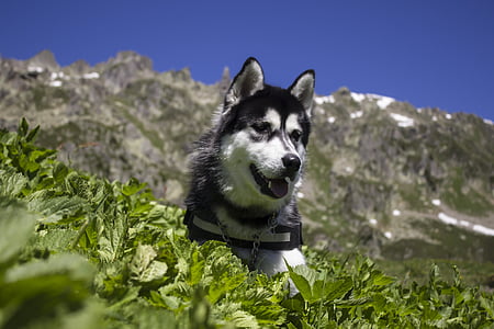 adult black and white Siberian husky thumbnail