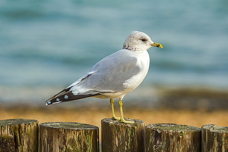 shallow focus photography of white bird on brown wooden trunk thumbnail
