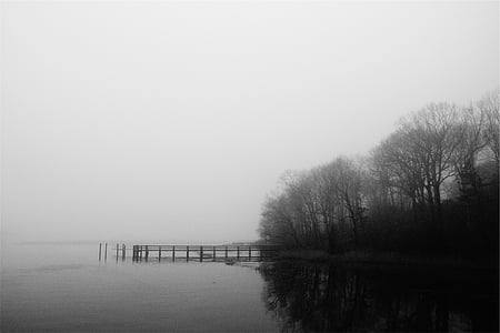 trees beside body of water thumbnail