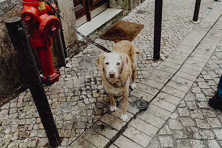 Dog tied up to a fire hydrant bollard, waiting for its master on the street outside thumbnail