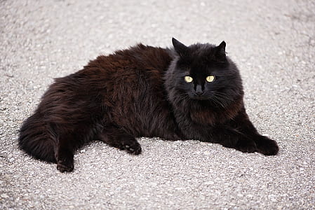 long-haired black cat thumbnail