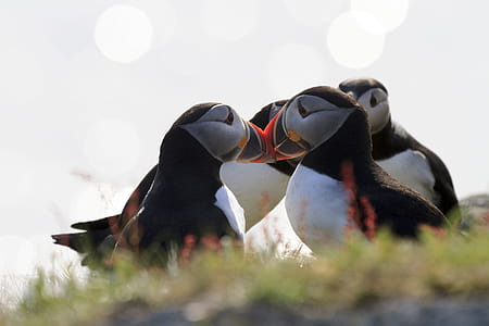 Atlantic puffins on the cliffs of Newfoundland and Labrador, Canada. thumbnail