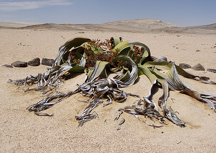 brown leafed plants on shore thumbnail