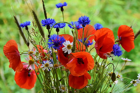red, blue, and white flowers thumbnail