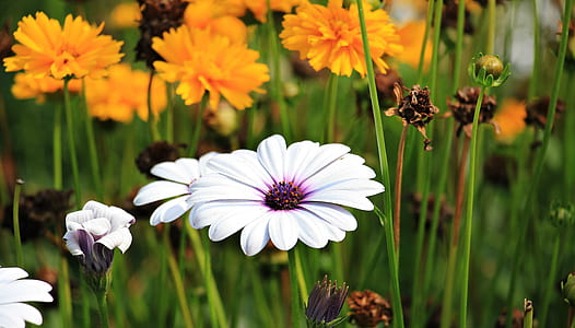 white osteospermum flower selective focus photography thumbnail