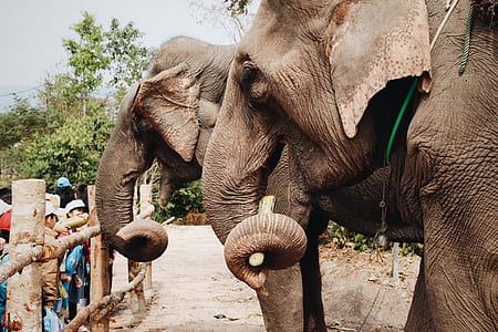two brown elephants thumbnail