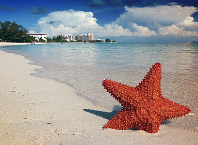 brown starfish on seashore under cloudy sky thumbnail