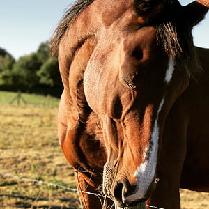 tilt-shift photography of brown horse thumbnail