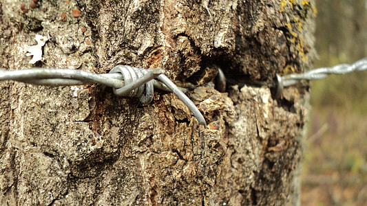 close-up photo of grey barb wire on tree thumbnail