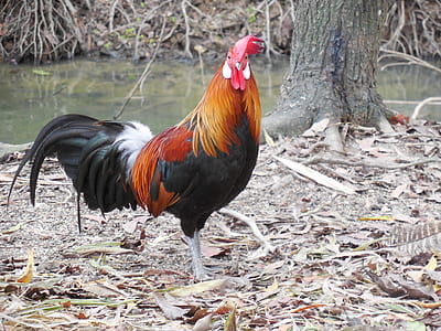 red rooster standing near body of water thumbnail