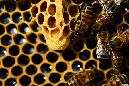 swarm of bees with honey comb thumbnail