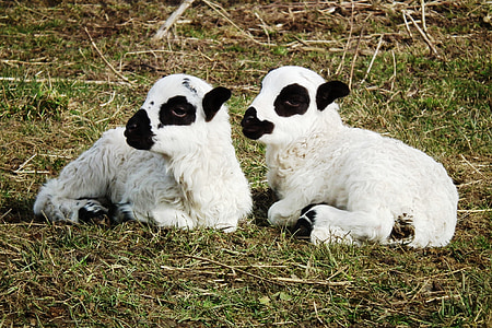 two white lamb laying on green grass thumbnail