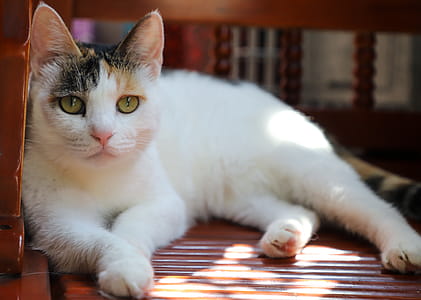 White Cat thumbnail