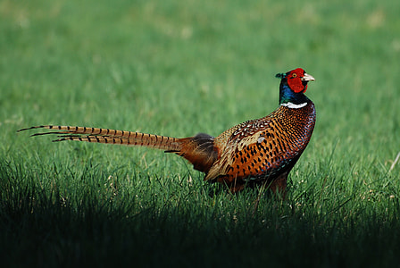 selective focus photography of male ring-necked pheasant on green grass field thumbnail