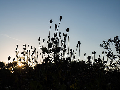 silhouette of flowers thumbnail