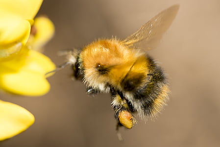 black and brown bumble bee pollinating on yellow flower thumbnail