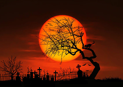 silhouette of leafless tree thumbnail