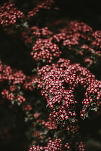 selective focus photography of red-and-white petaled flowers in bloom thumbnail