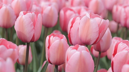 close up photo of pink petaled flowers thumbnail