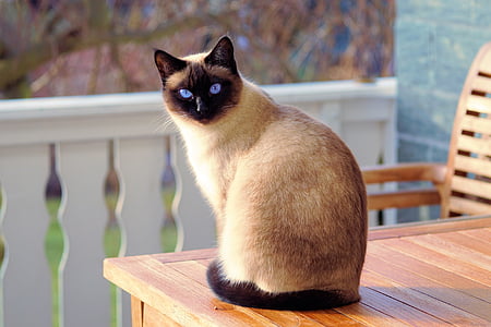 Siamese cat sitting on brown wooden table thumbnail