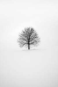 black bare tree thumbnail