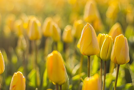 macro short photography of yellow flowers thumbnail