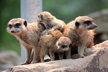 yellow mongooses thumbnail