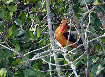 Brown-Winged Kingfisher, Bird thumbnail