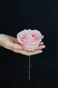 Holding a pink rose thumbnail