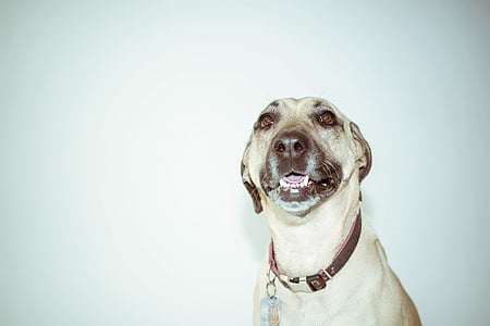 large short-coated fawn dog thumbnail