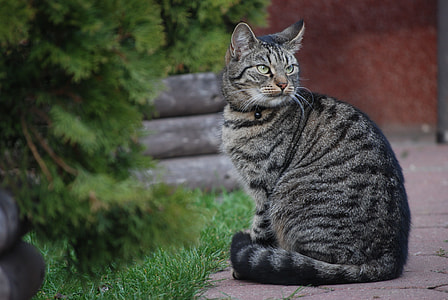 grey cat near green tree thumbnail