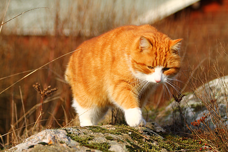 tilt shift lens photography of orange cat thumbnail