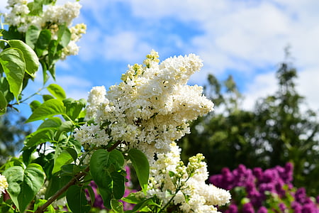 white petaled flowers thumbnail