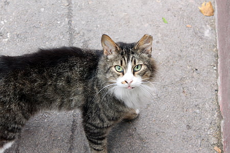 grey tabby cat thumbnail
