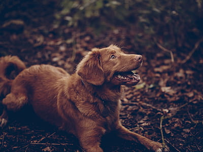 chocolate Nova Scotia duck tooling retriever puppy on ground thumbnail