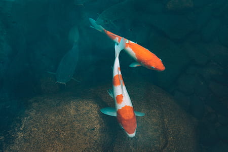 two white-and-orange koi fish thumbnail