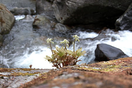 white flowers on stone thumbnail