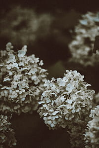 selective focus photography of lantana flowers thumbnail