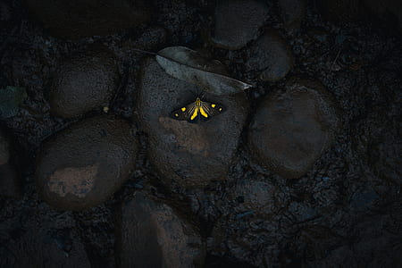 black and yellow butterfly on rock thumbnail