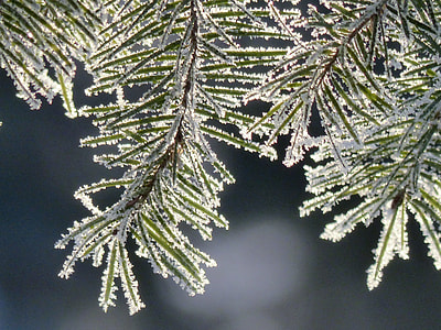 green leaf covered in snow thumbnail