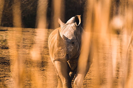 gray rhinocerus thumbnail