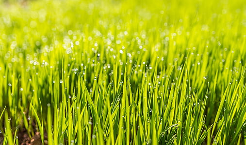 close up photography of grass with dew thumbnail
