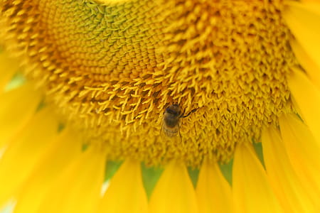 Micro Photo of Honey Bee of Yellow Sunflower Flower thumbnail
