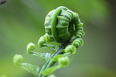 macro photography of plant thumbnail