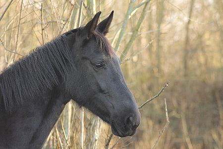 black horse standing near bamboo tree thumbnail