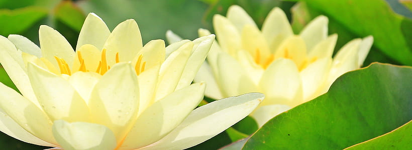 selective focus photograph of white flowers thumbnail