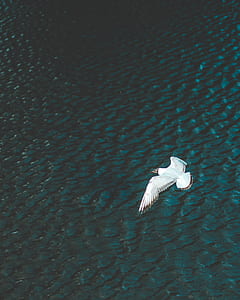 white and brown seagull flying over the large body of water during daytime thumbnail
