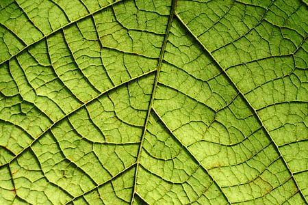 green leaf illustration thumbnail