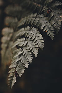 green fern leaf closeup photography thumbnail